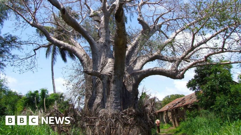 Kenya bans 'biopiracy' export of lucrative baobabs