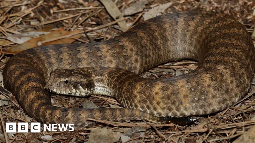 Australia: Scientists find clitorises on female snakes