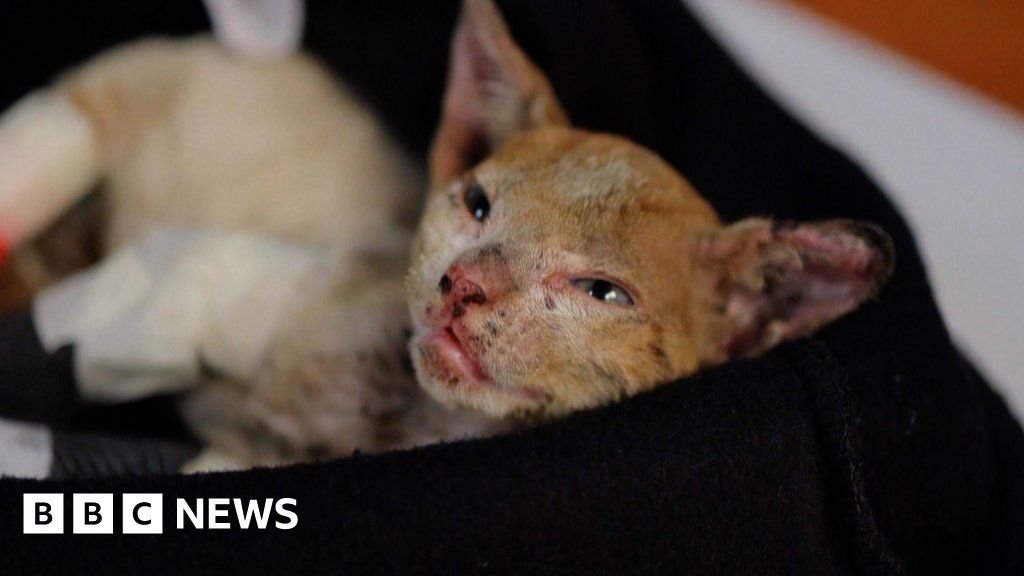 Watch: Chile wildfires threaten animals