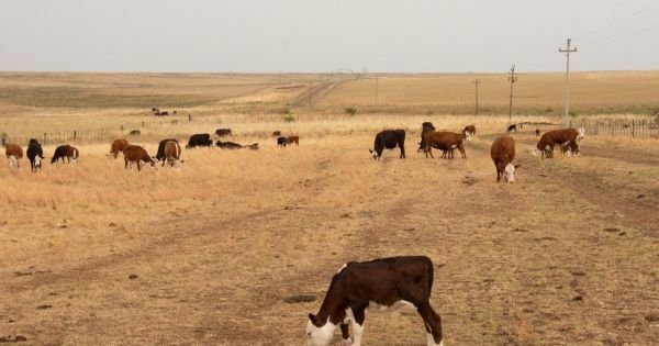 Uruguay: Drought losses estimated at USD 1.200 million, Minister says