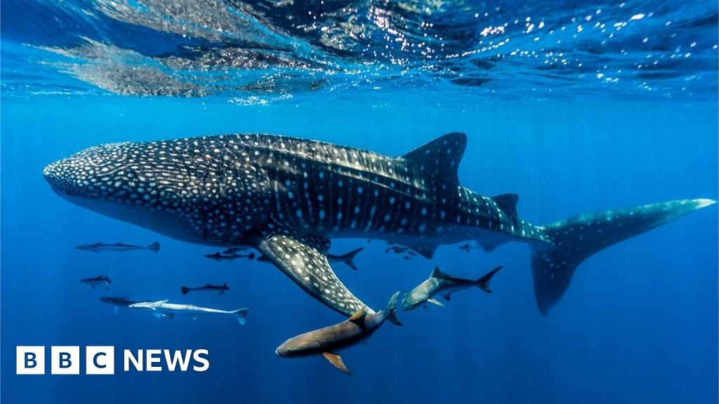 Ocean treaty: Historic agreement reached after decade of talks