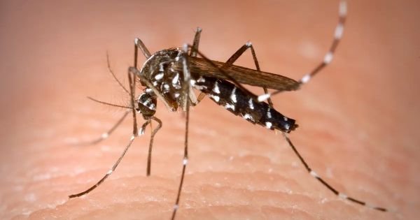 Uruguayan authorities tackle chikungunya
