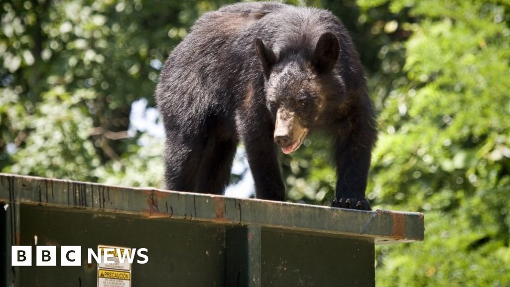 Why black bears love dumpster diving