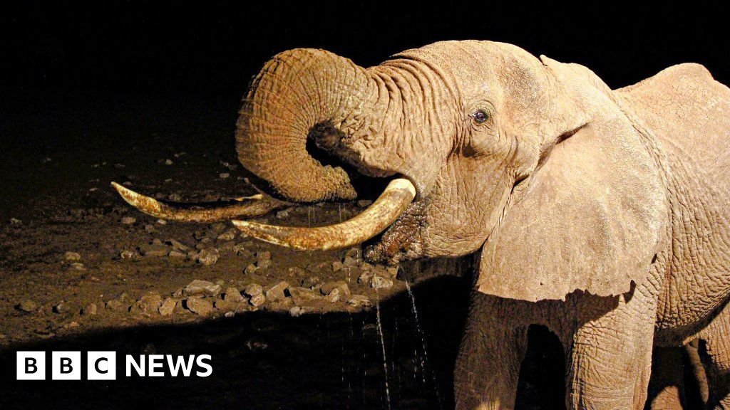 Kenyan farmer: 'I'm afraid that elephants will kill me'