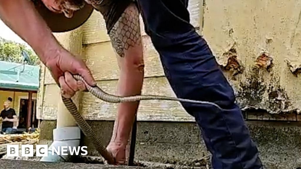 Watch: Man grabs highly venomous snake on live-stream