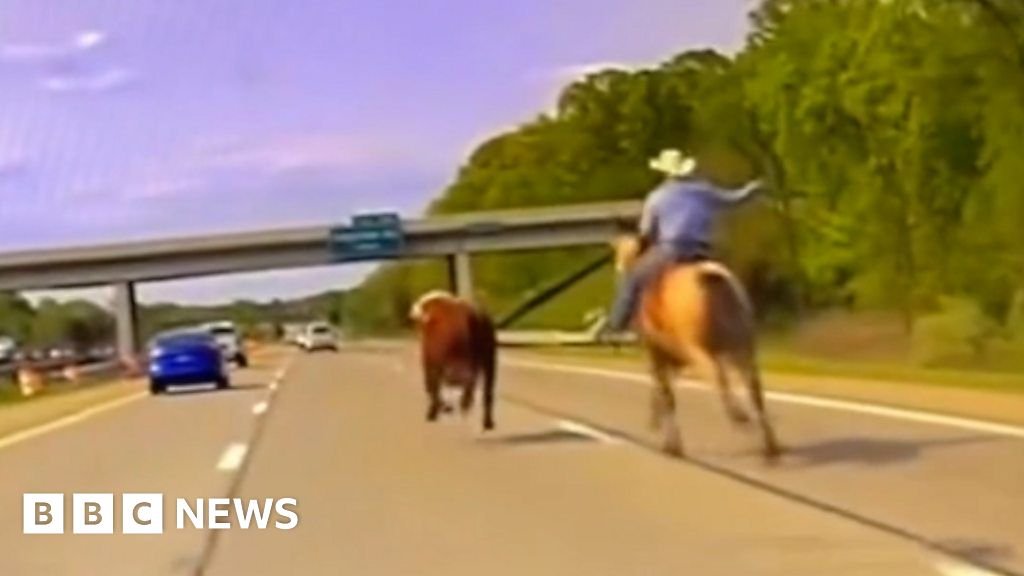 Cowboy wrangles runaway cow on Michigan interstate