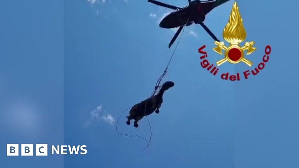 Watch moment horse airlifted to safety from pit