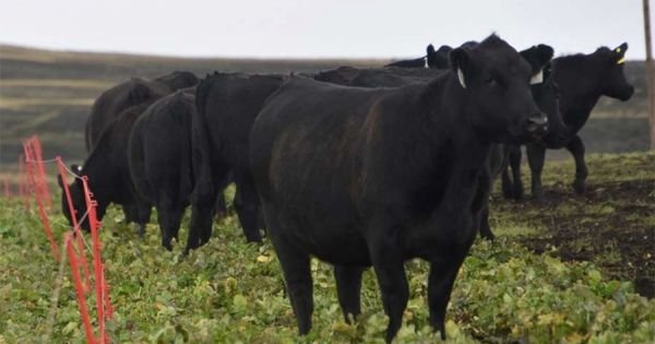 Falklands farms will try to finish cattle with feed imported from Uruguay