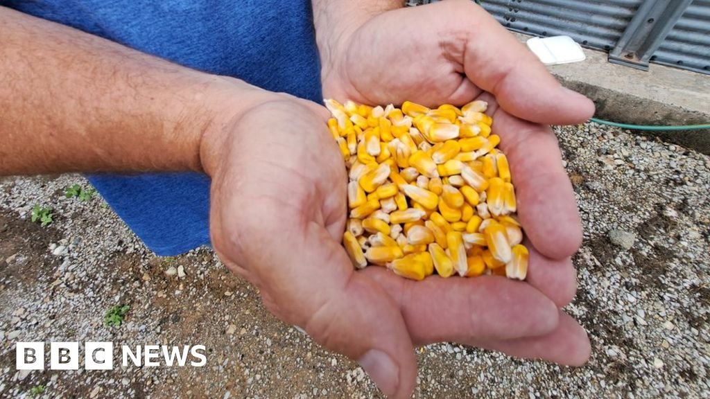 The US is the world's biggest corn exporter - but for how long?