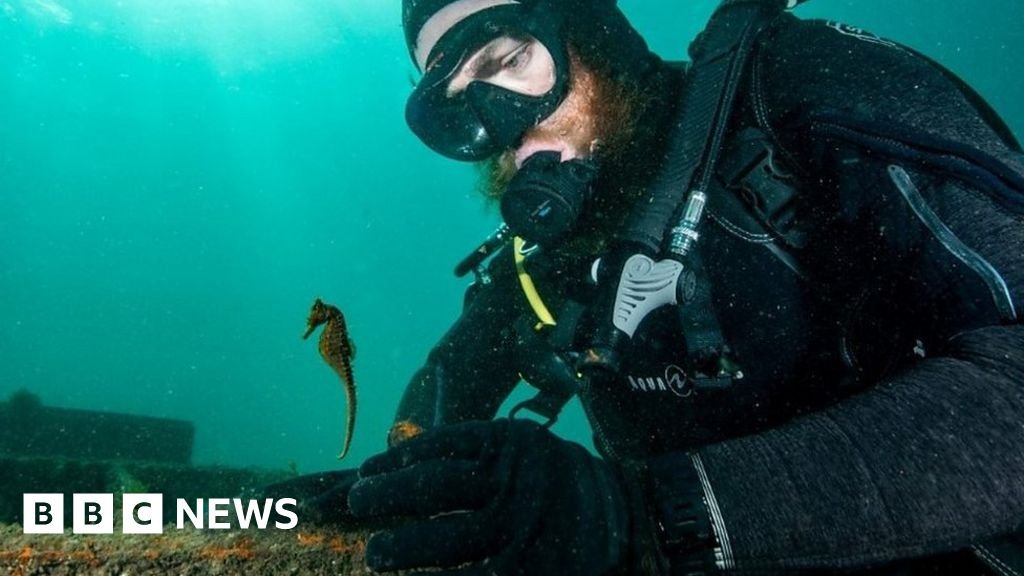 Hundreds of baby seahorses released in Sydney Harbour