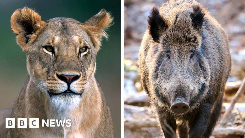 Berlin 'lioness': Wild animal probably a boar, authorities say