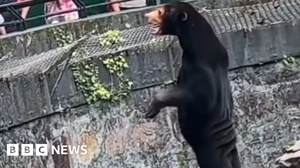Hangzhou Zoo: Our sun bears are real, not humans in disguise