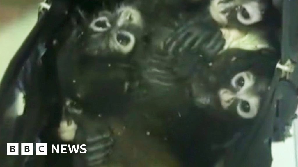 Watch: Smuggled spider monkeys found in backpack
