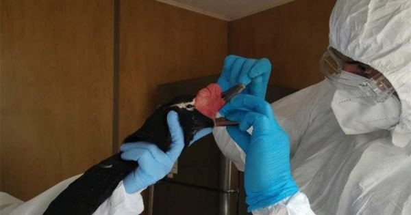 Bird flu emergency suspended in Uruguay