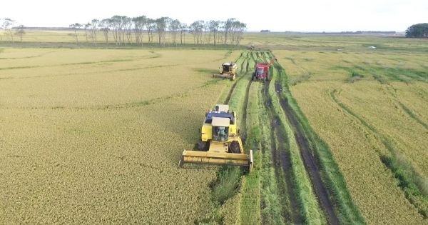 Rice harvest in Uruguay expected to generate US$ 700 million in exports