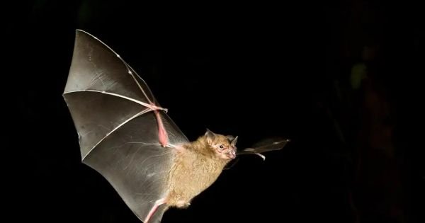 Bats force closing of Uruguayan Health Ministry HQs
