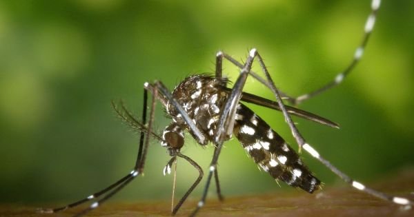 Second case of local dengue reported in Uruguay